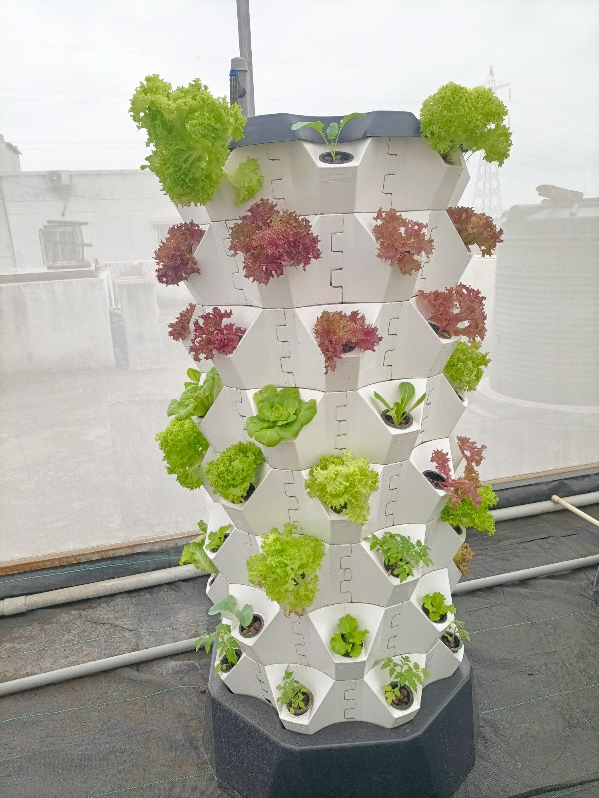 Growing Environment