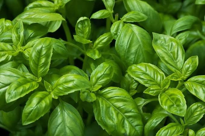 Basil grown hydroponically