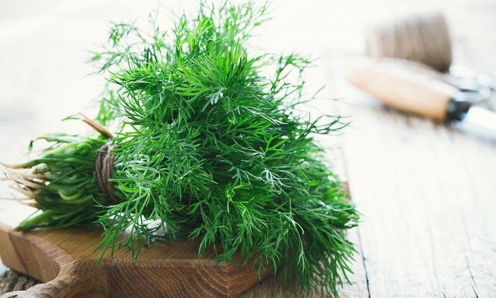Dill Cilantro grown hydroponically