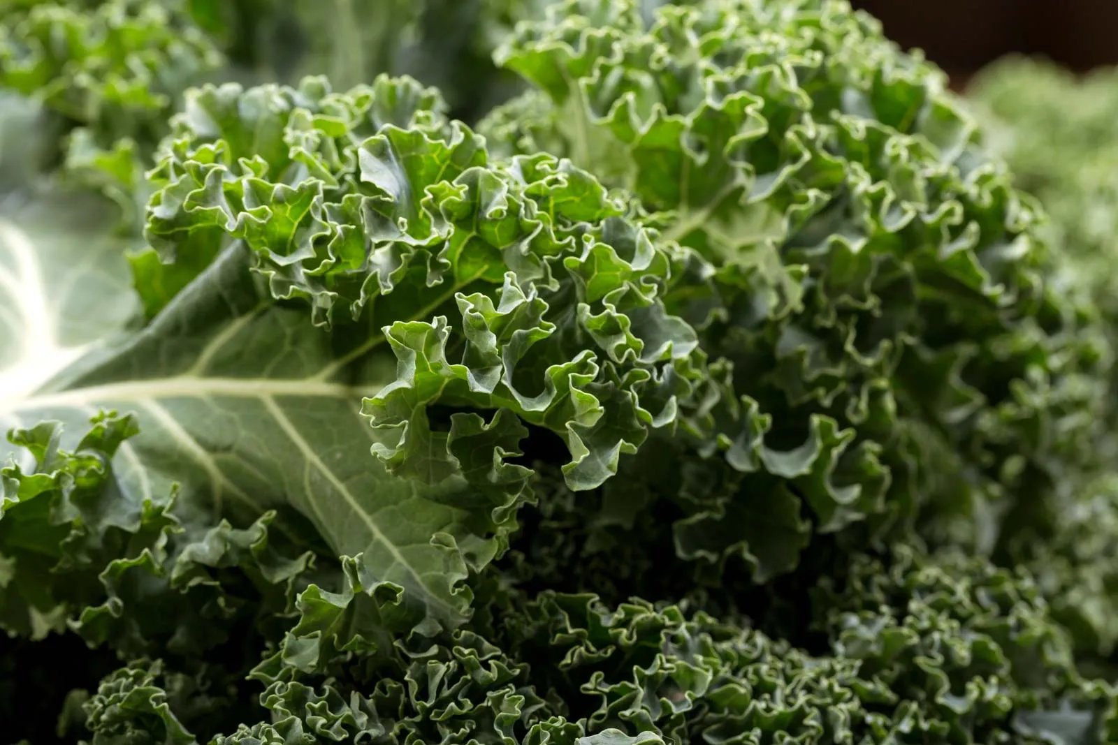 Kale grown hydroponically