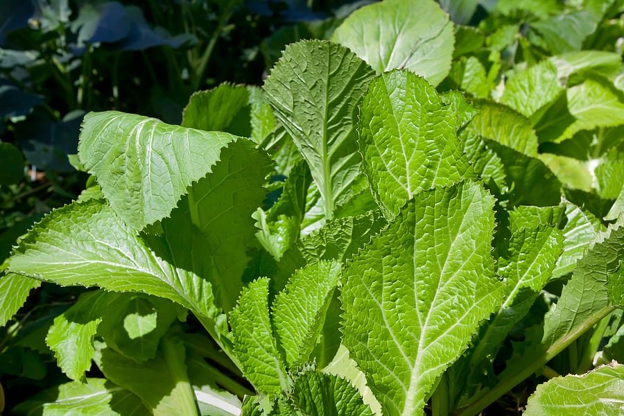 Fresh Mustard Greens grown hydroponically