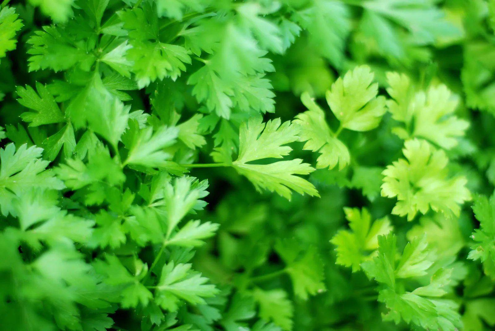 Fresh Parsley grown hydroponically