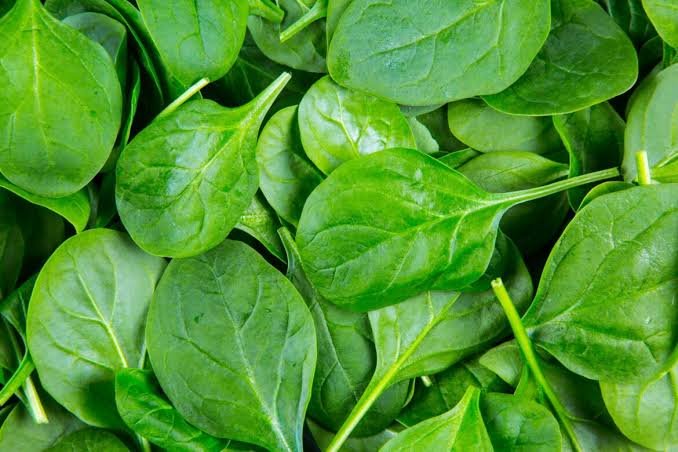 Fresh Spinach grown hydroponically