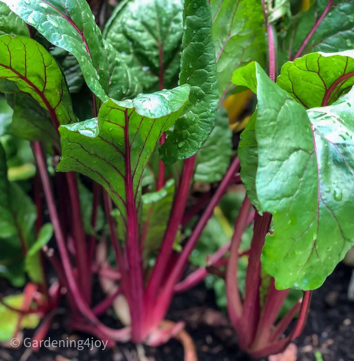 Fresh Swiss Chard grown hydroponically