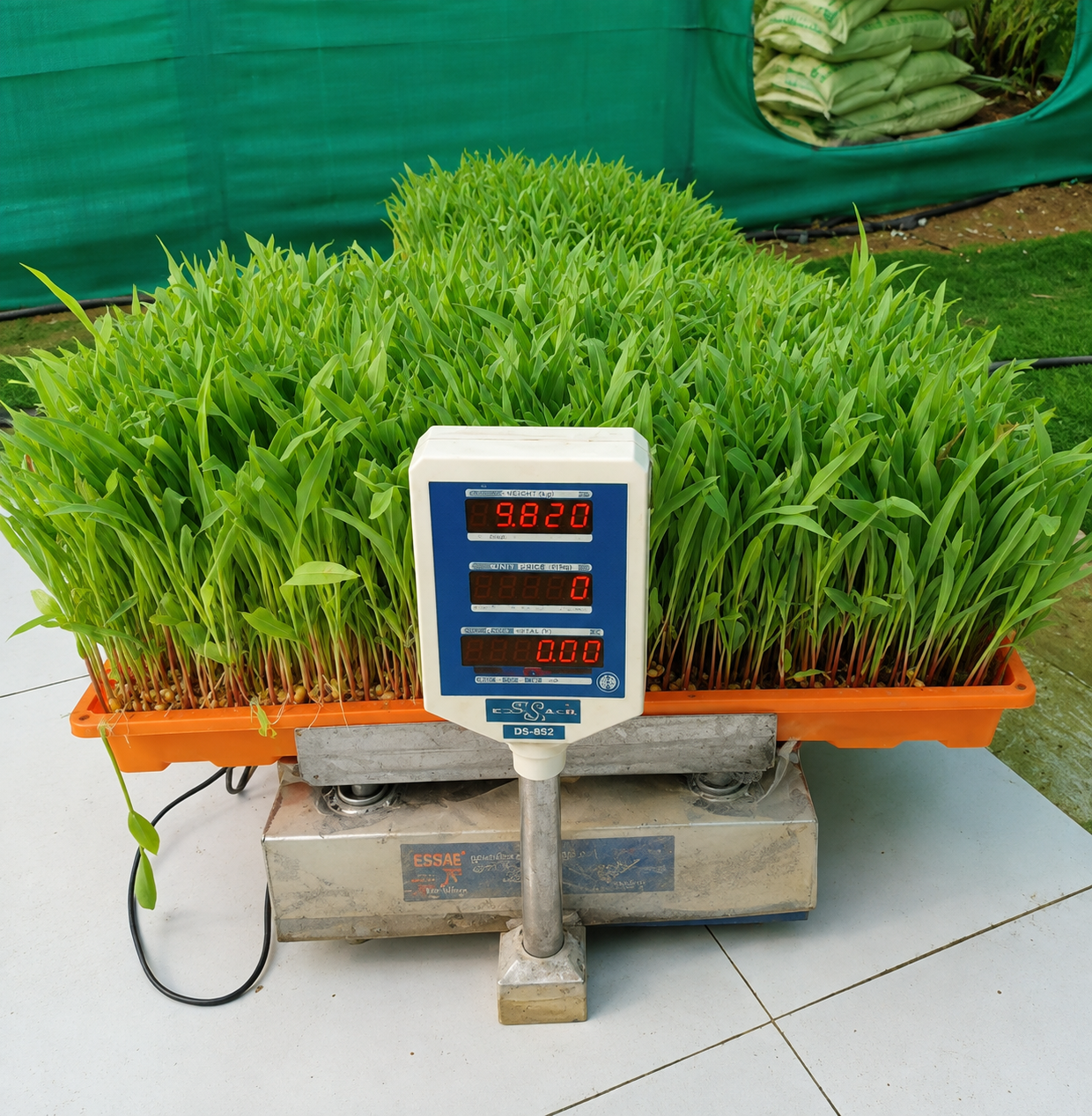 Hydroponic Fodder Tray