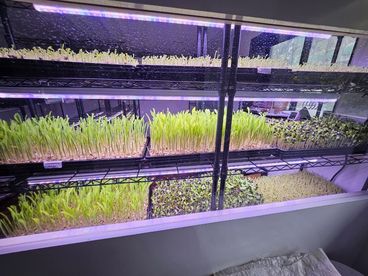 Hydroponic Fodder System by Shivraj Agro Tech