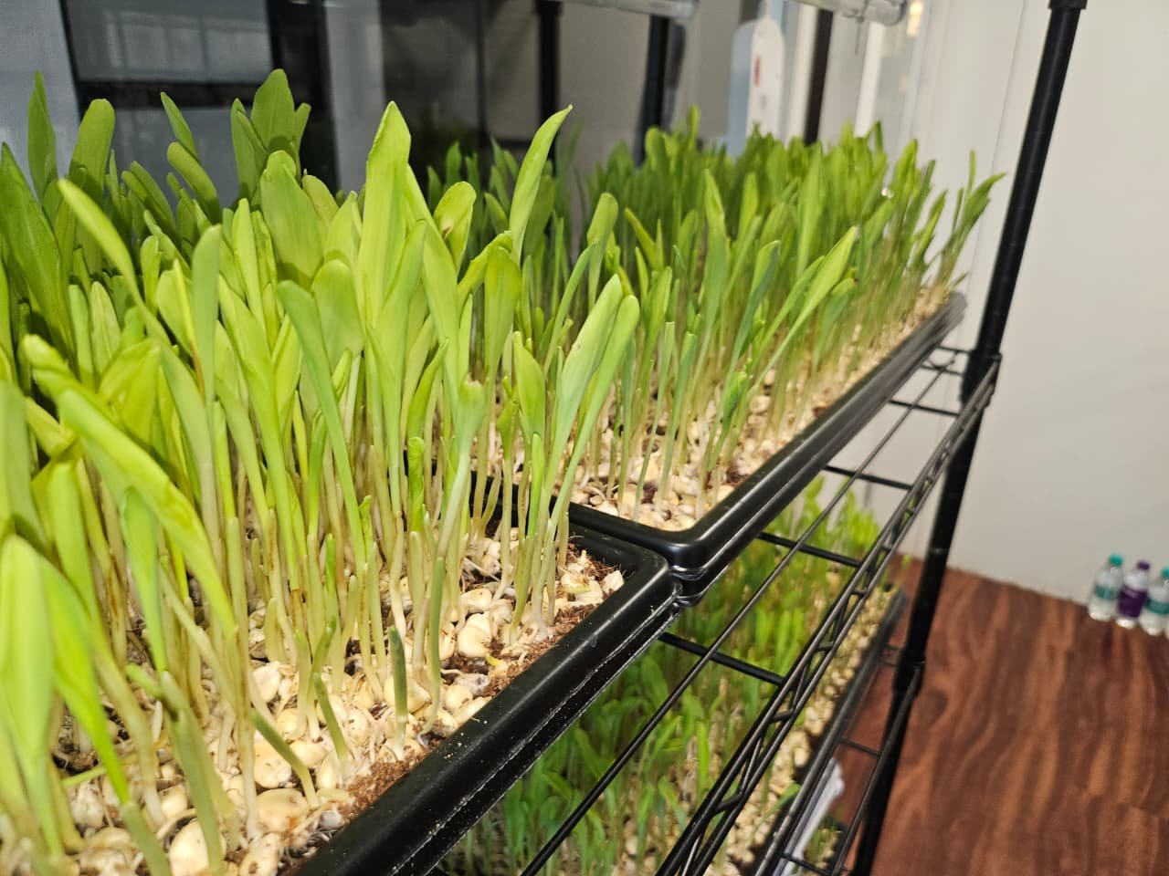 Micro Green Tray