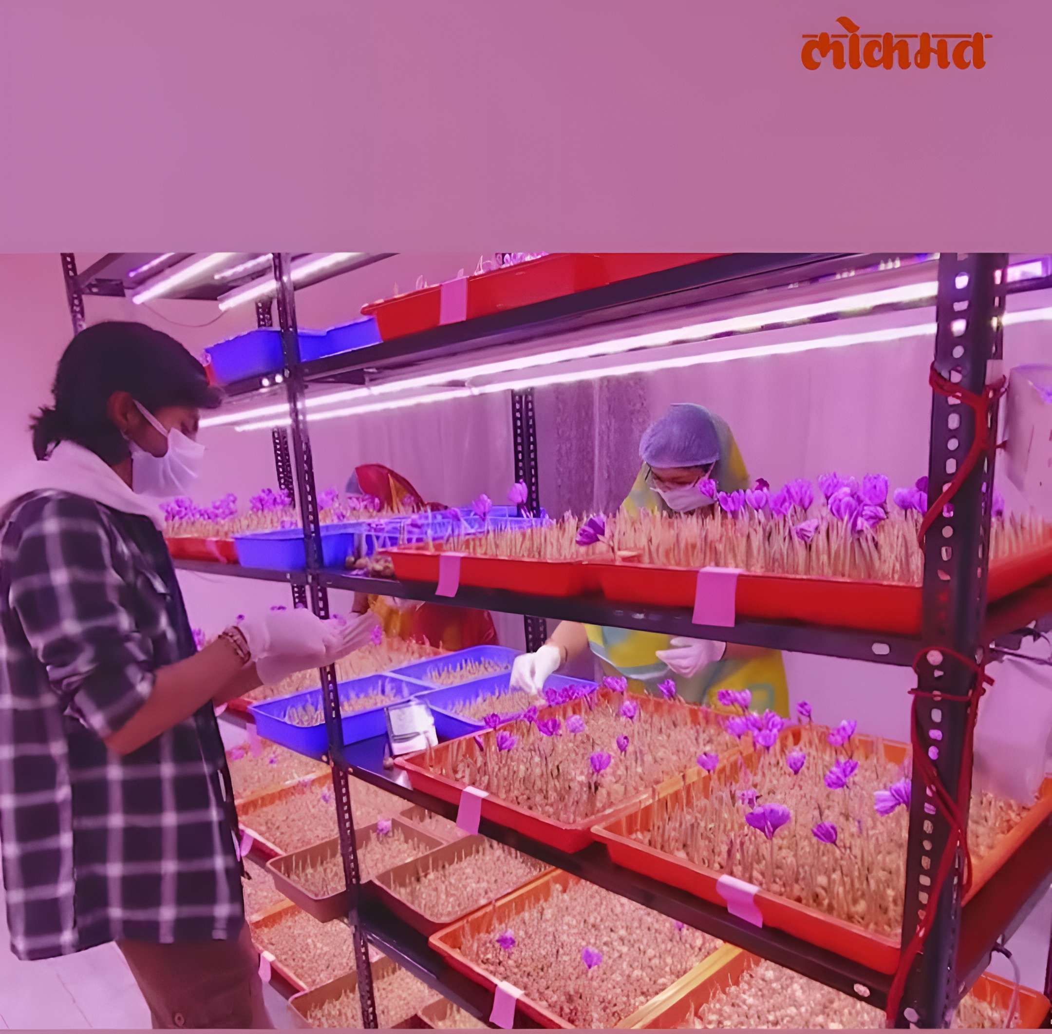 Saffron Aeroponic Tray