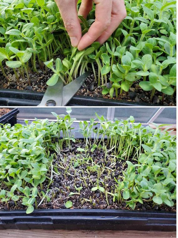 Microgreen Tray