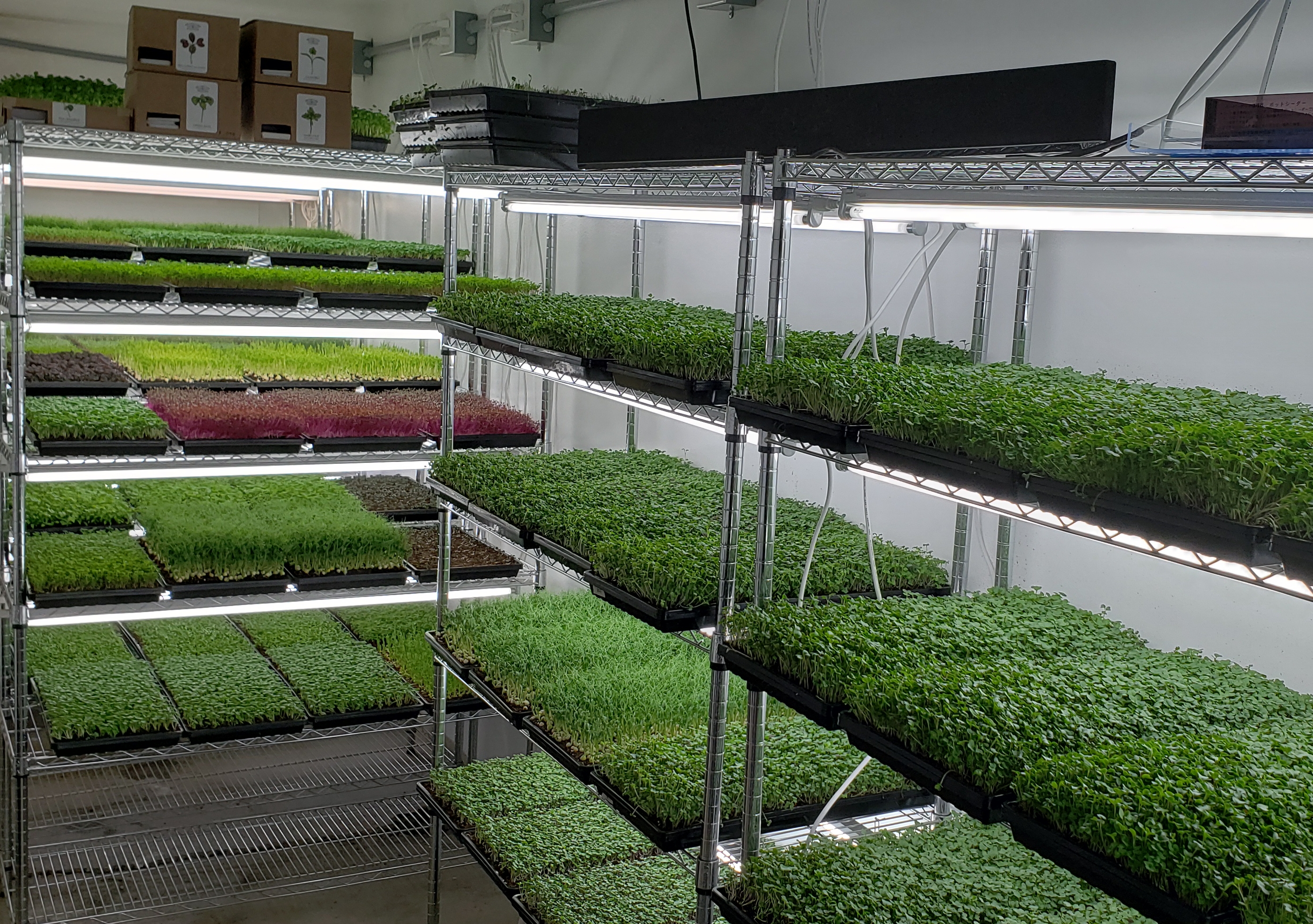 Microgreen Farming
