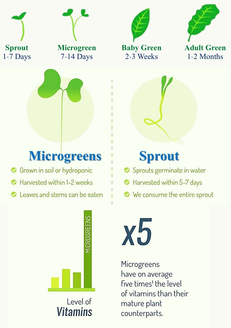 Microgreen Farming